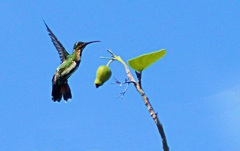 green-breasted mango hummingbird taken at el meco ruins yucatan mexico Anthracothorax prevostii,Geotagged,Green-breasted mango,Mexico,Spring
