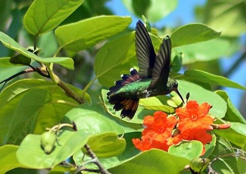 green-breasted mango hummingbird taken at el meco ruins yucatan mexico.... Anthracothorax prevostii,Green-breasted mango