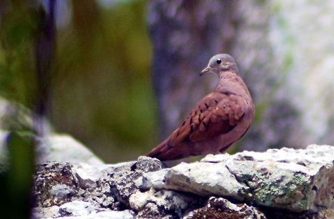 ruddy ground-dove taken at el meco ruins yucatan mexico Columbina talpacoti,Geotagged,Mexico,Ruddy ground dove,Spring