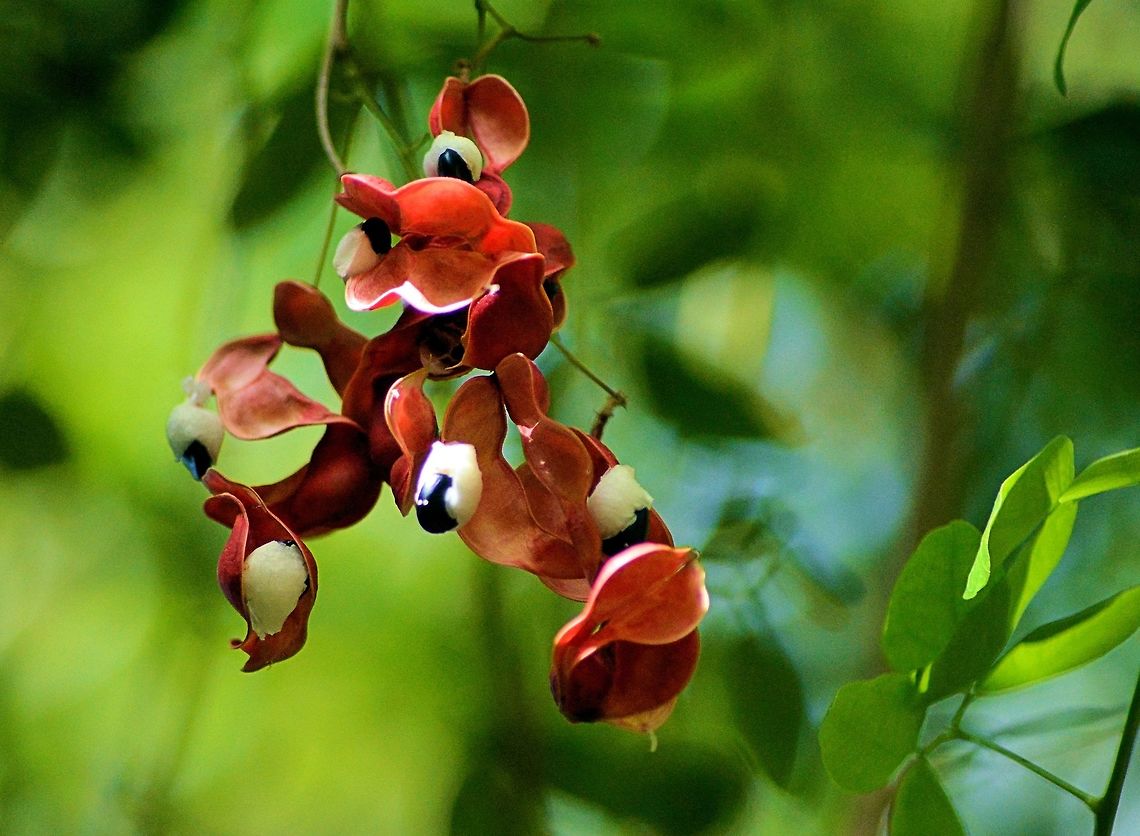 Pithecellobium dulce taken @ el meco ruins cancun mexico Geotagged,Mexico,Pithecellobium dulce,Spring
