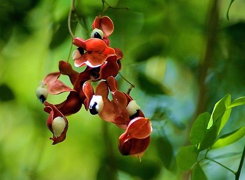 Pithecellobium dulce taken @ el meco ruins cancun mexico Geotagged,Mexico,Pithecellobium dulce,Spring