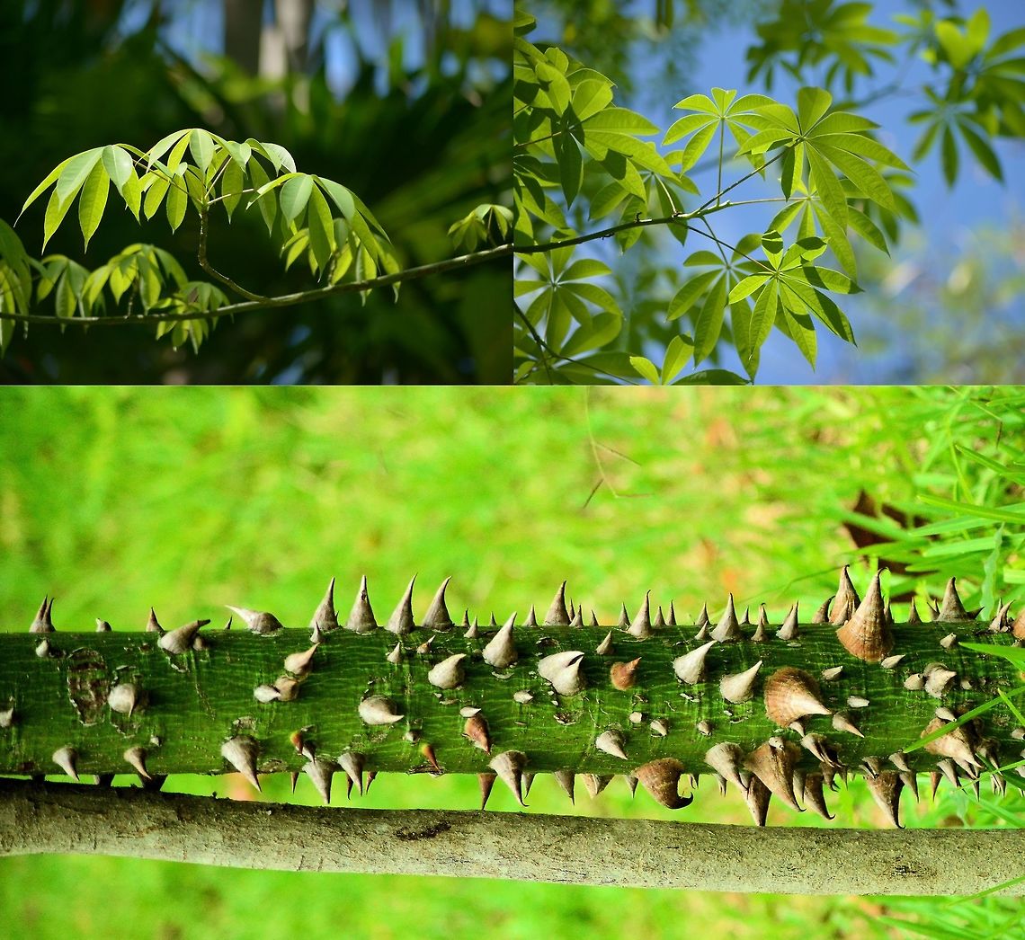 silk floss tree taken @ el meco ruins cancun mexico Ceiba speciosa,Geotagged,Mexico,Silk Floss tree