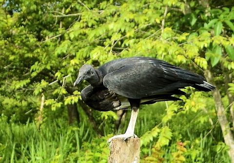 black vulture taken at Santa Elana guatemala Black Vulture,Coragyps atratus,Geotagged,Guatemala,Summer