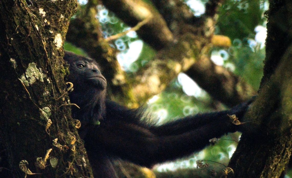 howler monkey taken at maya bell hotel/trailer park palenque mexico Alouatta caraya,Black howler,Geotagged,Mexico,Summer