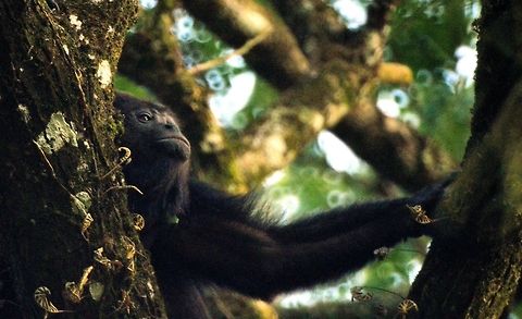 howler monkey taken at maya bell hotel/trailer park palenque mexico Alouatta caraya,Black howler,Geotagged,Mexico,Summer
