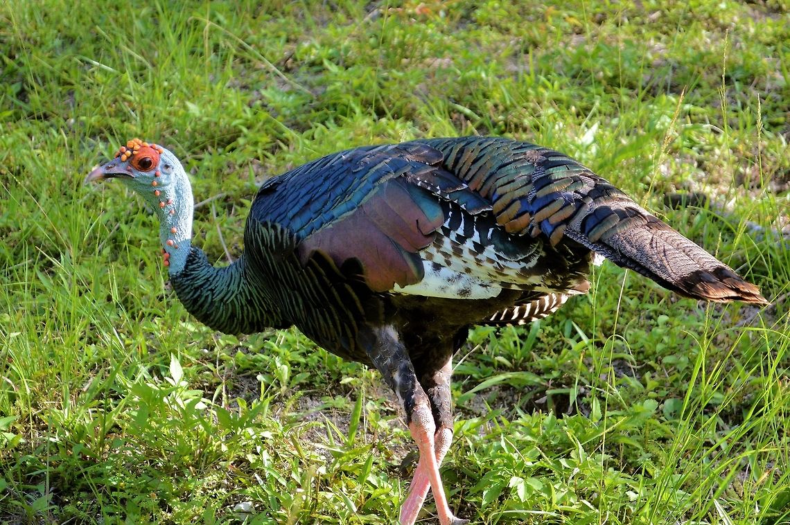 Ocellated turkey taken at tikal ruins guatemala  Geotagged,Guatemala,Meleagris ocellata,Ocellated Turkey,Summer