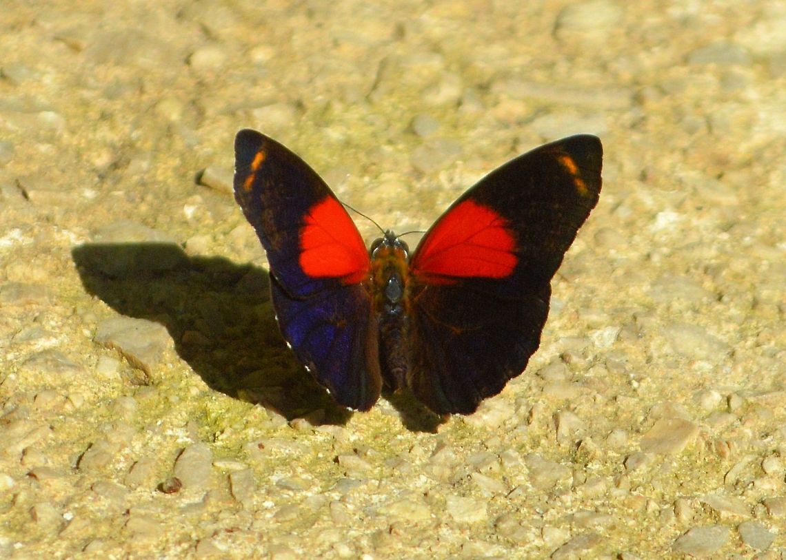 Texa Eighty-eight butterfly taken at maya bell park palenque mexico Callicore texa,Geotagged,Mexico,Summer,Texa numberwing