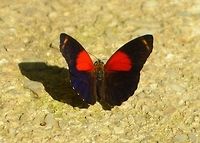 Texa Eighty-eight butterfly taken at maya bell park palenque mexico Callicore texa,Geotagged,Mexico,Summer,Texa numberwing