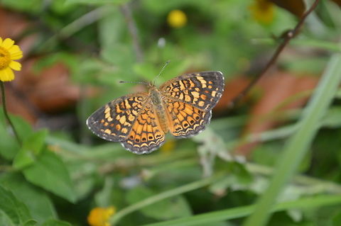 vesta crescent taken at maya bell park palenque mexico Geotagged,Mexico,Phyciodes graphica,Summer,Vesta crescent