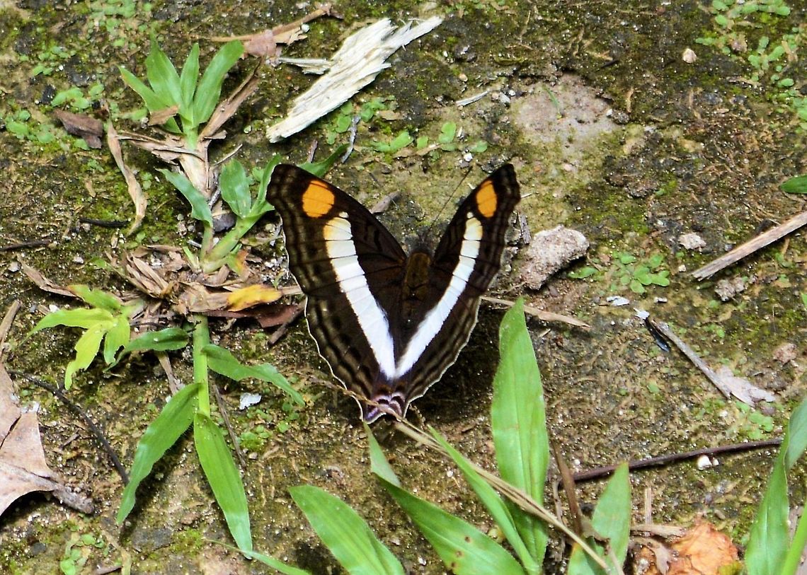 Linda Emperor taken at tikal ruins guatemala Doxocopa linda,Geotagged,Guatemala,Linda Emperor,Summer