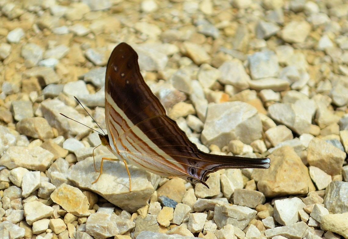 Many-banded daggerwing taken at maya bell park palenque mexico Geotagged,Many-banded daggerwing,Marpesia chiron,Mexico,Summer