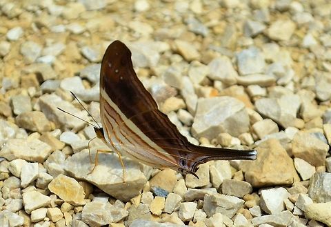 Many-banded daggerwing taken at maya bell park palenque mexico Geotagged,Many-banded daggerwing,Marpesia chiron,Mexico,Summer
