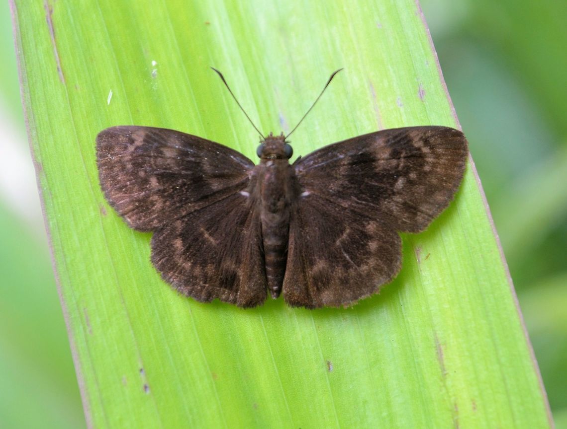 Fridericus spreadwing taken at maya bell park palenque mexico Fridericus spreadwing,Geotagged,Mexico,Ouleus fridericus,Summer