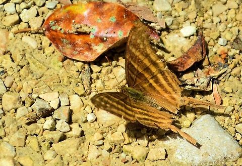 Many-banded daggerwing taken at maya bell park palenque mexico Geotagged,Many-banded daggerwing,Marpesia chiron,Mexico,Summer
