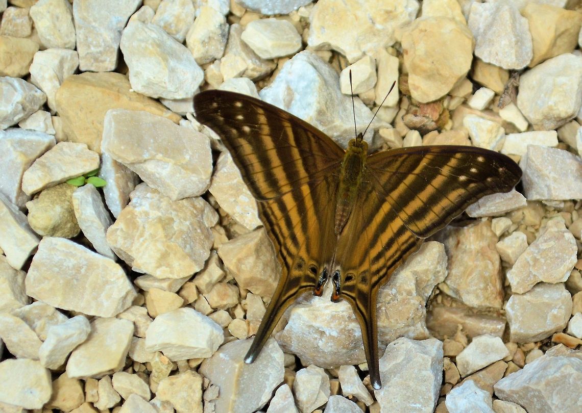 Many-banded daggerwing taken at maya bell park palenque mexico Geotagged,Many-banded daggerwing,Marpesia chiron,Mexico,Summer