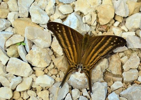 Many-banded daggerwing taken at maya bell park palenque mexico Geotagged,Many-banded daggerwing,Marpesia chiron,Mexico,Summer