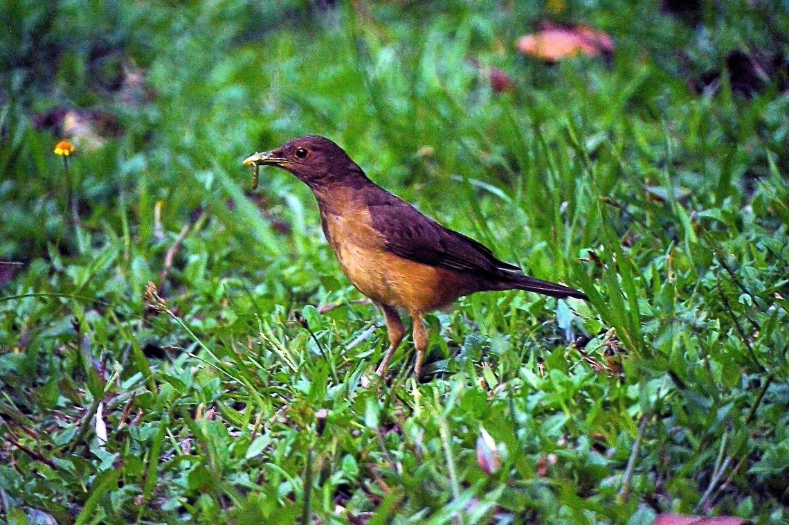 The Clay-colored thrush taken at maya bell park palenque  mexico Clay-colored thrush,Geotagged,Mexico,Summer,Turdus grayi
