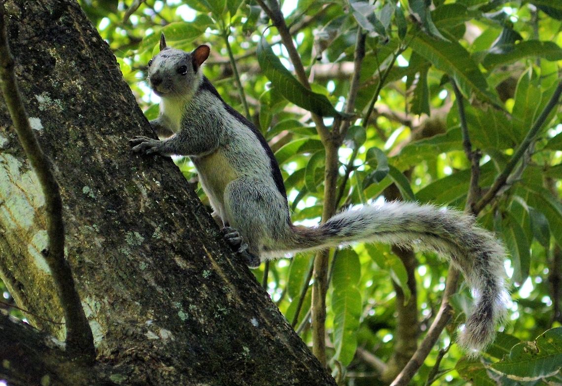 varigated squirrel takaen at penas blancas Costa Rica Costa Rica,Geotagged,Nicaragua,Sciurus variegatoides,Summer,Variegated squirrel