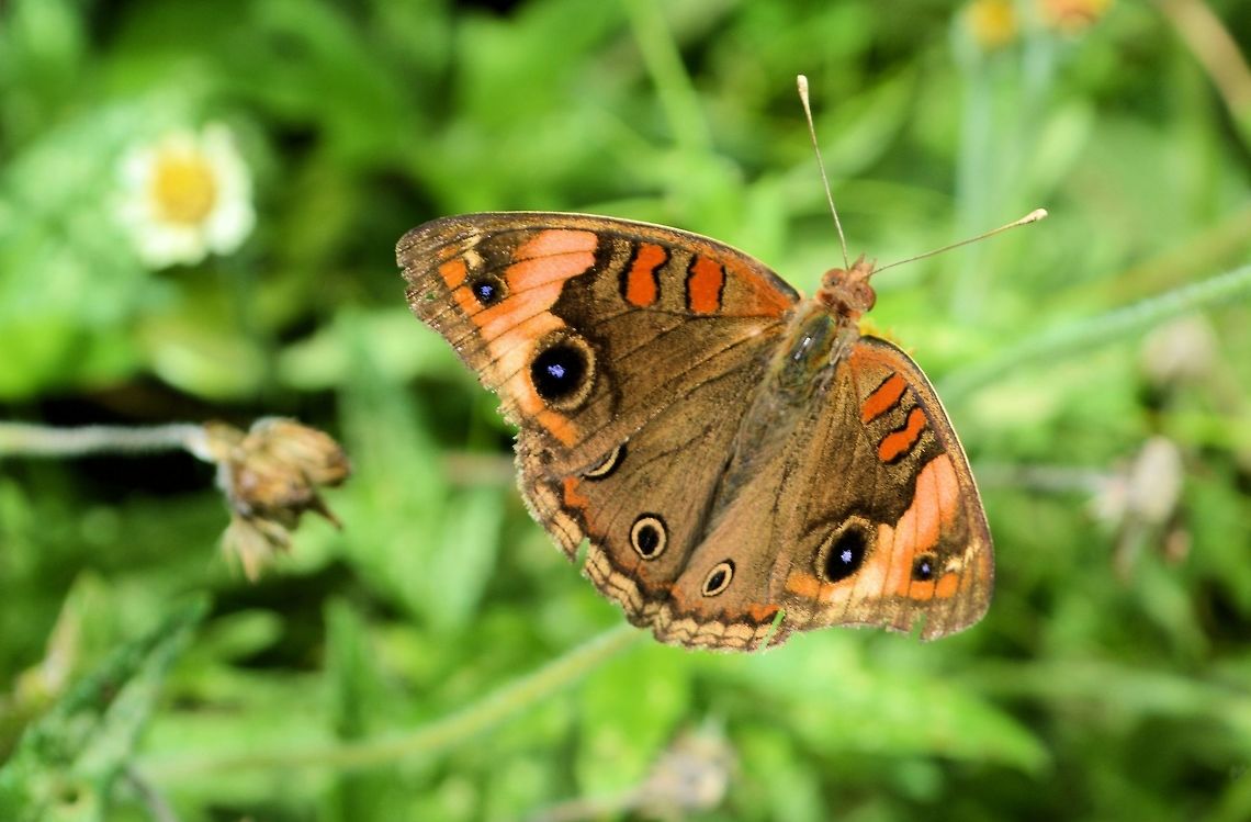 West Indian buckeye Taken at penas blancas costa rica  Costa Rica,Geotagged,Junonia evarete,Summer,West Indian buckeye