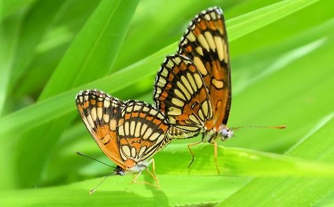 theona checkerspot Taken at penas blancas costa rica Chlosyne theona,Costa Rica,Geotagged,Summer,Theona checkerspot