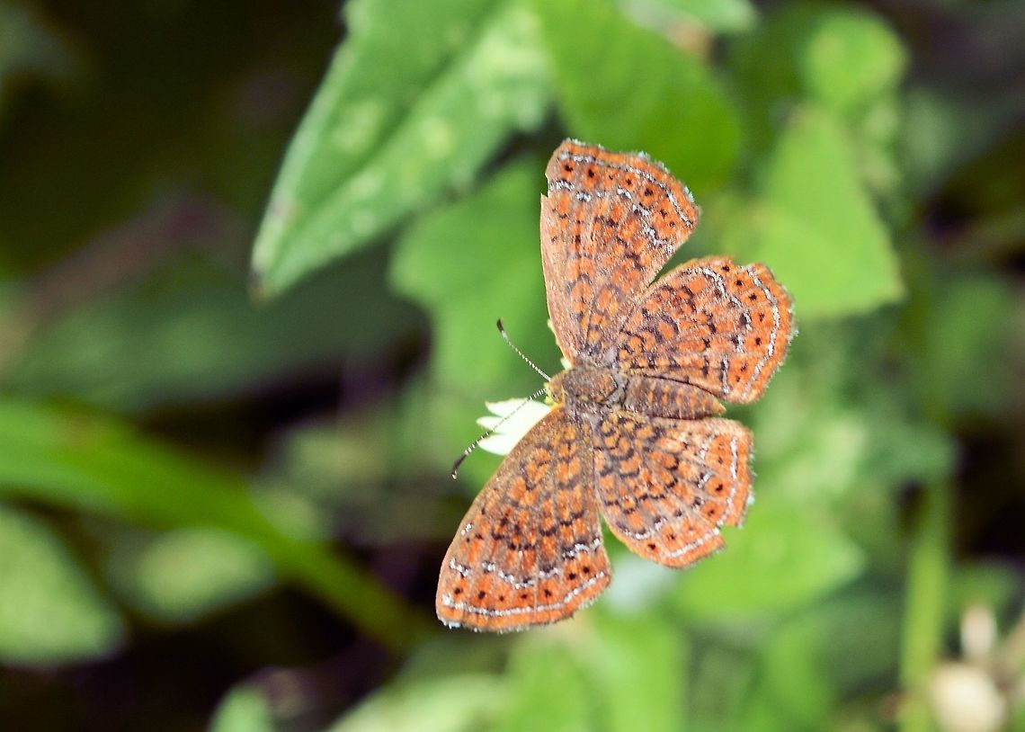 Wright's metalmark - Calephelis wrighti Taken at penas blancas costa rica ....species unknown??(to me) Costa Rica,Geotagged,Summer