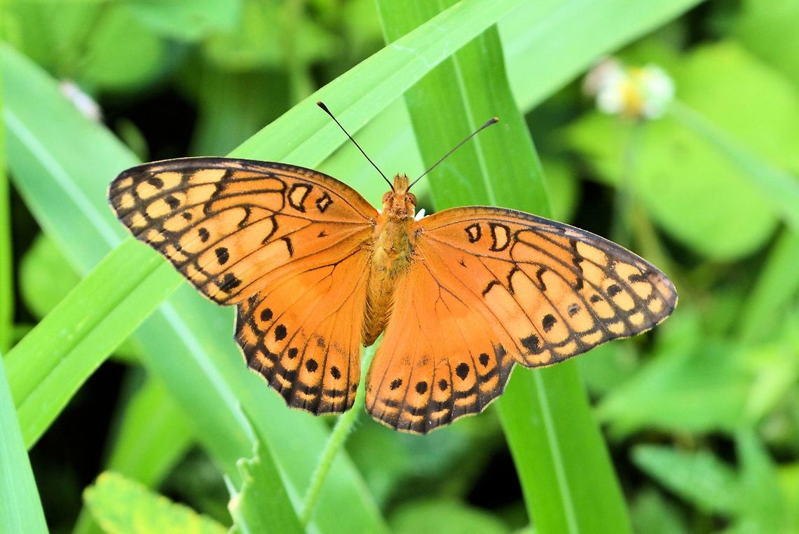 mexican fritillary Taken at penas blancas costa rica  Costa Rica,Euptoieta hegesia,Geotagged,Mexican Fritillary,Summer