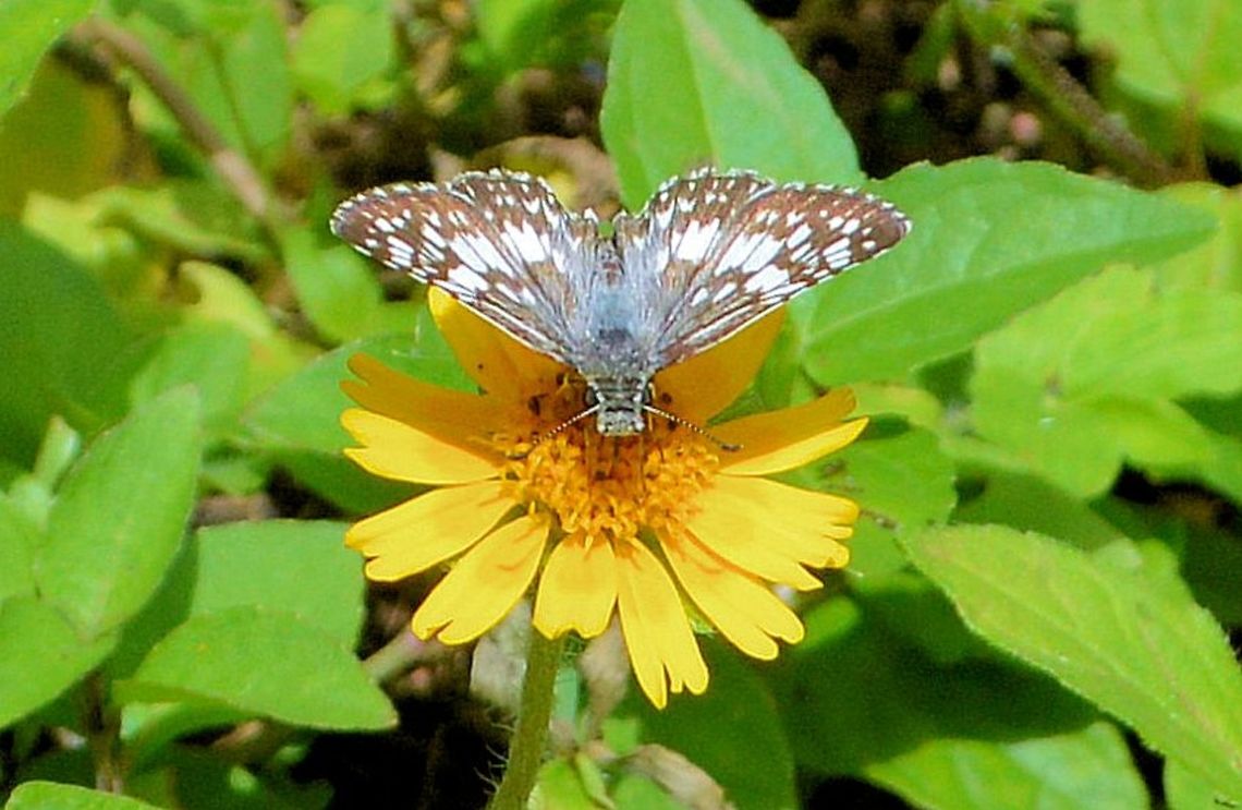 small_blackn_blue_butterfly taken at maya bell park palenque mexico....species unkown??? Geotagged,Mexico,Summer