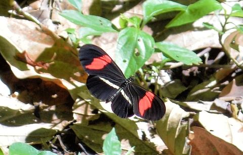 Red Postman taken at maya bell park palenque mexico Geotagged,Heliconius erato,Mexico,Red Postman,Summer