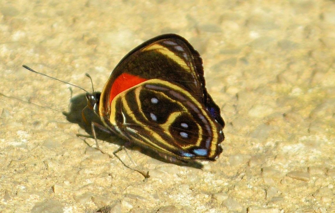 Texa Eighty-eight butterfly taken at maya bell park palenque mexico Callicore texa,Geotagged,Mexico,Summer,Texa Eighty-eight,Texa numberwing
