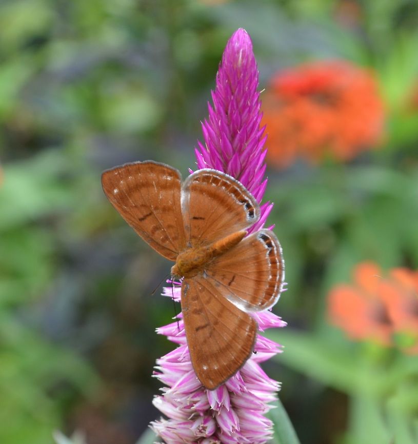 Rusty metalmark taken at la cruz costa rica Costa Rica,Geotagged,Rusty metalmark,Summer,Synargis mycone
