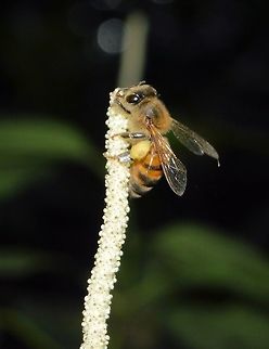 honey bee taken at tikal ruins guatemala Geotagged,Guatemala,Summer