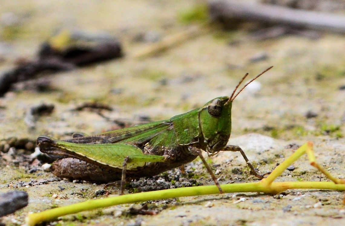 green_hopper_tikal taken at tikal ruins guatemala....species unknown?? Geotagged,Guatemala,Summer