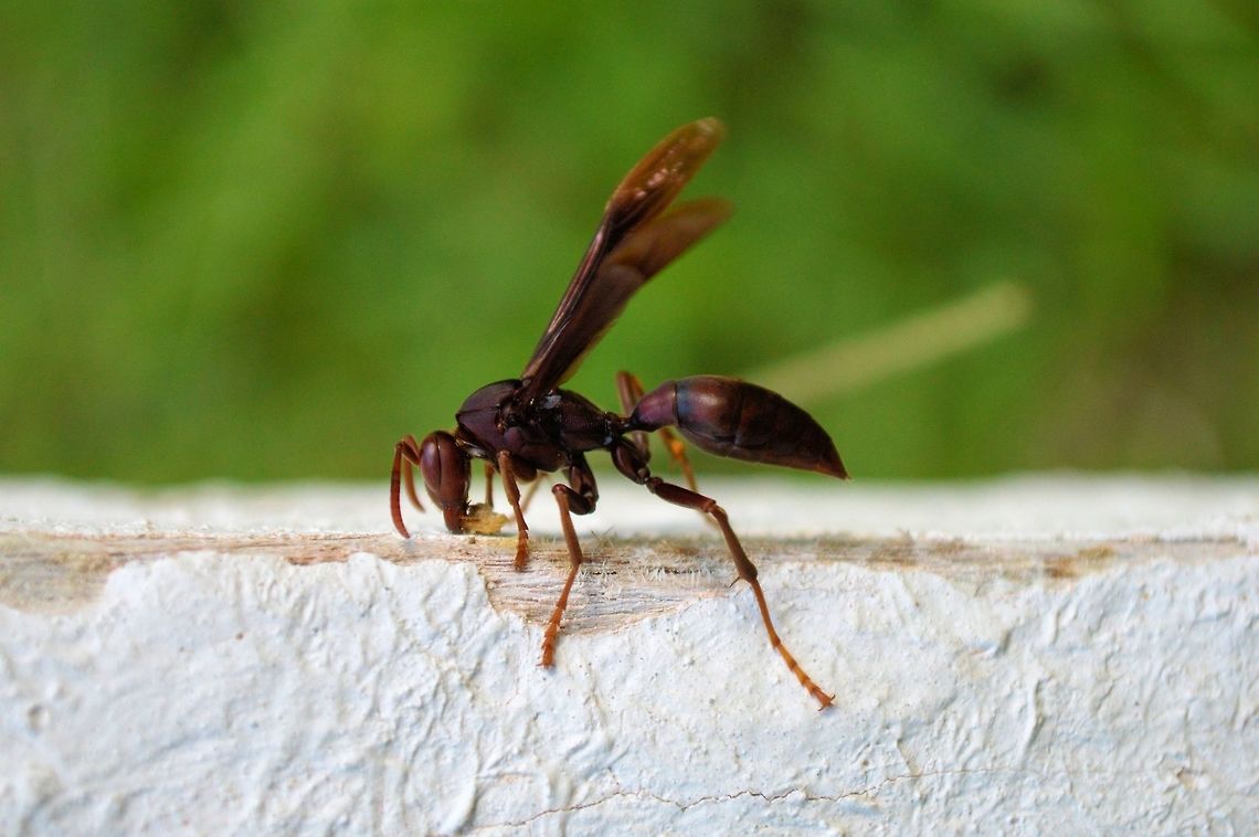 brown wasp taken at tikal ruins guatemala Geotagged,Guatemala,Summer