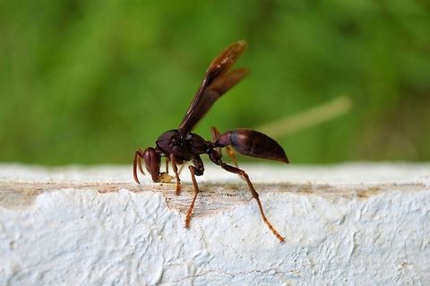 brown wasp taken at tikal ruins guatemala Geotagged,Guatemala,Summer