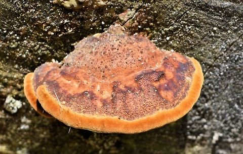 brown_lichen taken at tikal ruins guatemala Geotagged,Guatemala,Summer