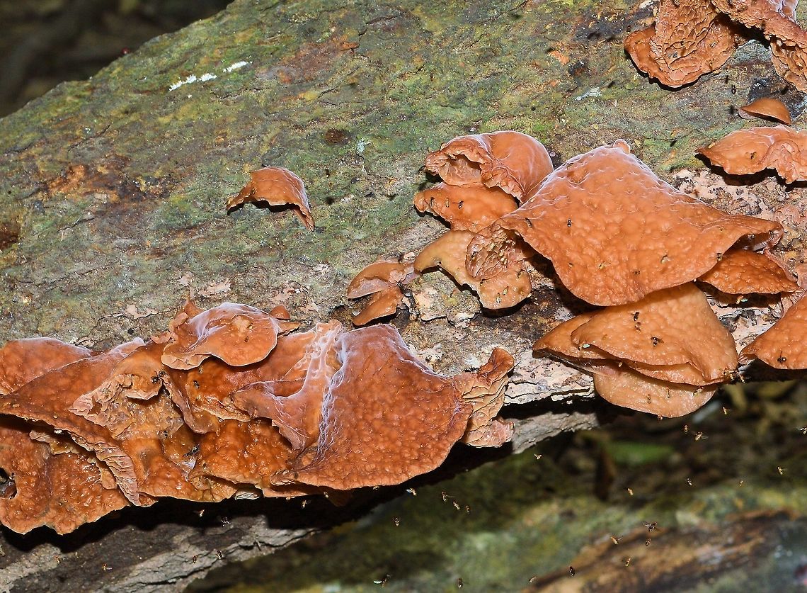 brown_fungi taken at tikal ruins guatemala Geotagged,Guatemala,Summer