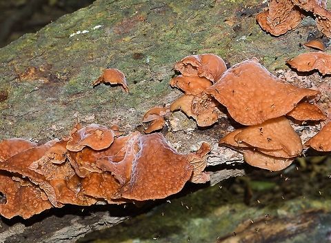 brown_fungi taken at tikal ruins guatemala Geotagged,Guatemala,Summer