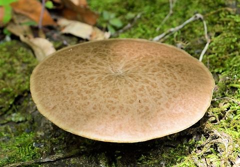 saucer_mushroom taken at tikal ruins guatemala Geotagged,Guatemala,Summer