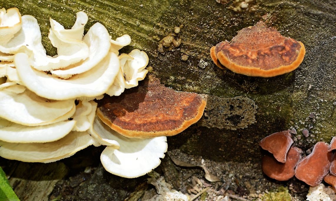 group_shot_fungi taken at tikal ruins guatemala Geotagged,Guatemala,Summer