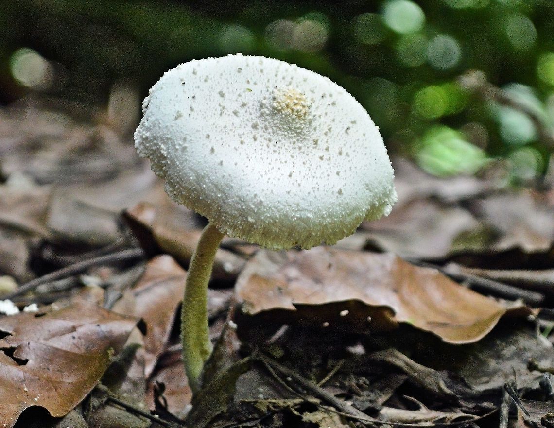 white_mushroom taken at tikal ruins guatemala Geotagged,Guatemala,Summer