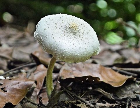 white_mushroom taken at tikal ruins guatemala Geotagged,Guatemala,Summer