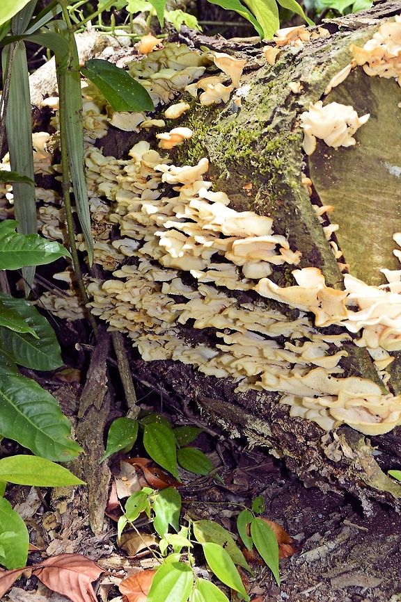 white_fungi_layers taken at tikal ruins guatemala Geotagged,Guatemala,Summer