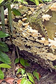 white_fungi_layers taken at tikal ruins guatemala Geotagged,Guatemala,Summer