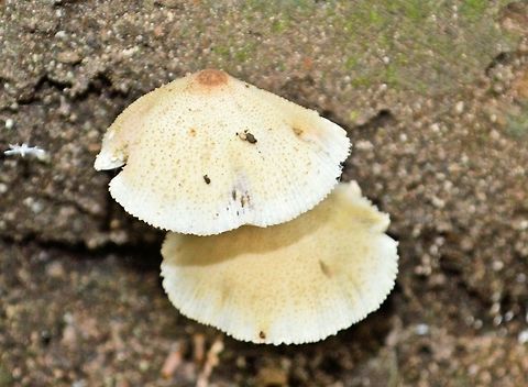 white_fungi1 taken at tikal ruins guatemala Geotagged,Guatemala,Summer