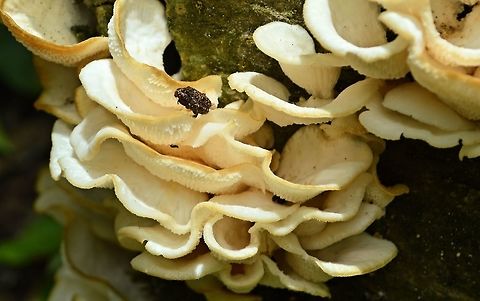 white_fungi_3 taken at tikal ruins guatemala Geotagged,Guatemala,Summer