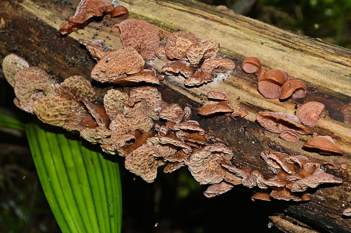 orange_fungi_1 taken at tikal ruins guatemala Geotagged,Guatemala,Summer