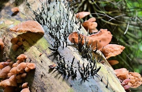 orange_fungi_2 taken at tikal ruins guatemala Geotagged,Guatemala,Summer