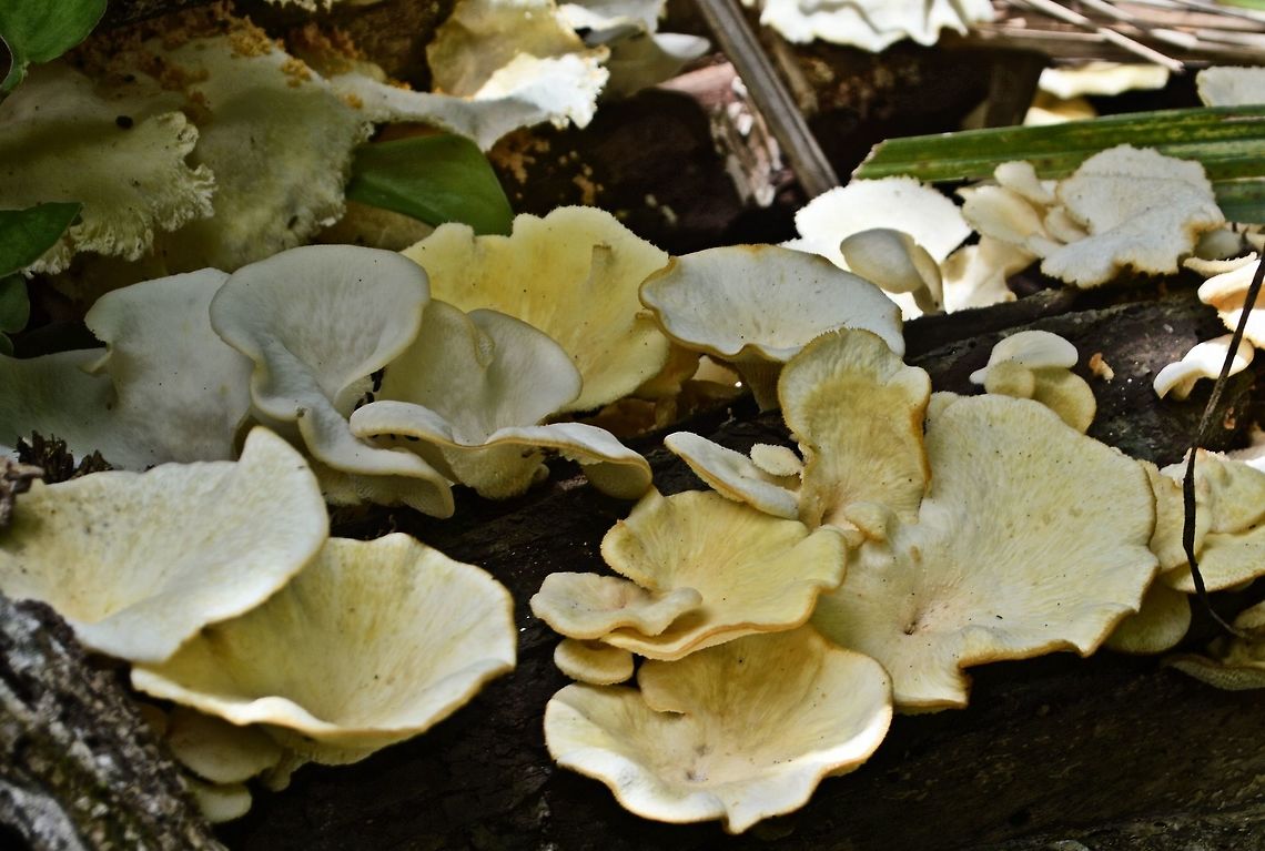 white_fungi_5 taken at tikal ruins guatemala Geotagged,Guatemala,Summer