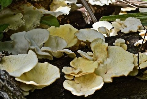 white_fungi_5 taken at tikal ruins guatemala Geotagged,Guatemala,Summer