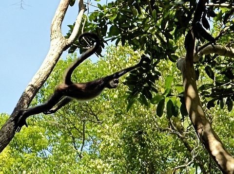 geoffroy's spider monkey taken at tikal ruins guatemala Ateles geoffroyi,Geoffroys spider monkey,Geotagged,Guatemala,Summer